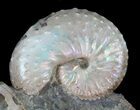 Iridescent Hoploscaphites Ammonite Specimen - South Dakota #38966-1